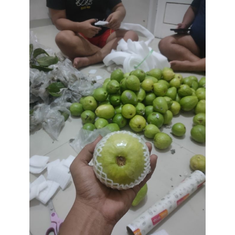

Guava // Jambu Biji Merah Fresh
