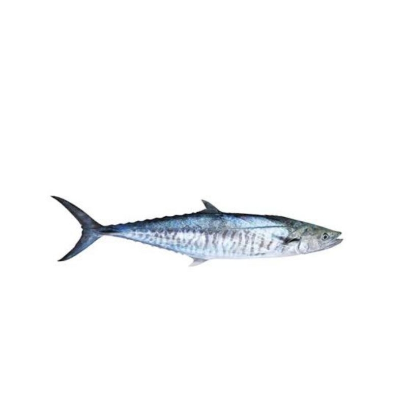 

Grosir Ikan Tenggiri 500gr Segar