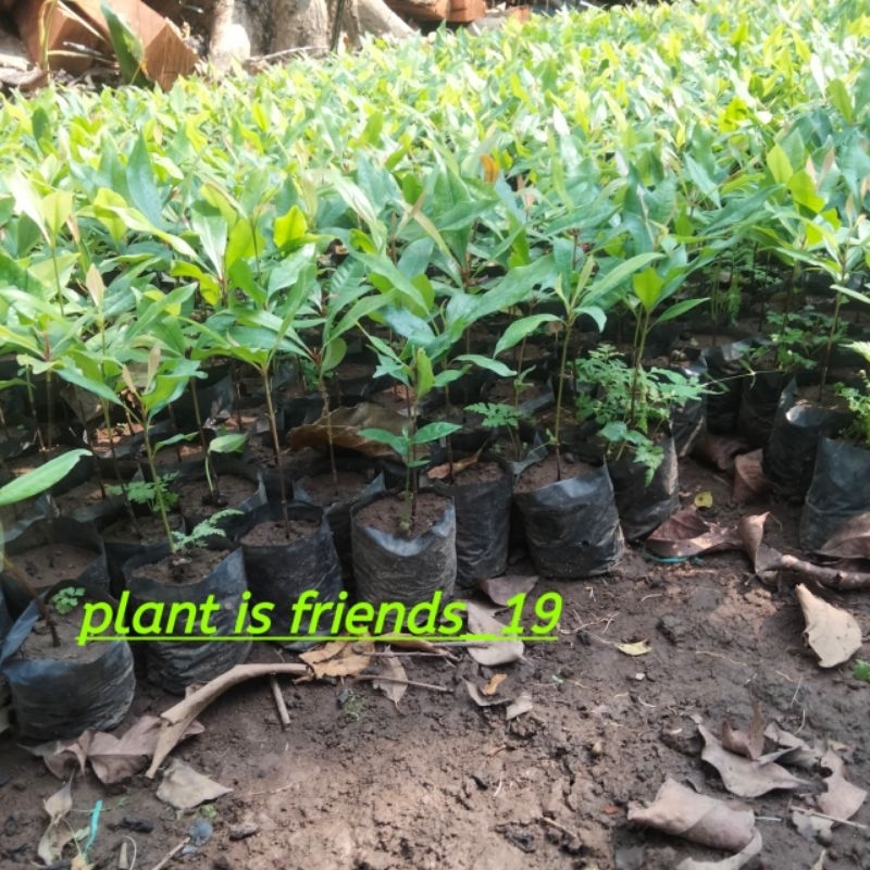 BIBIT CENGKEH TANAMAN CENGKEH