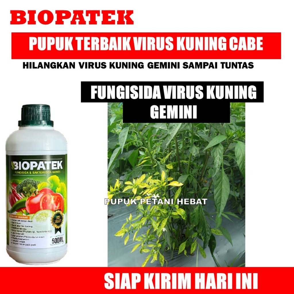 COD AMAN OBAT PENYAKIT VIRUS KUNING GEMINI CABE PALING BAGUS BIOPATEK 500 ML - Obat Bercak Daun, Vir
