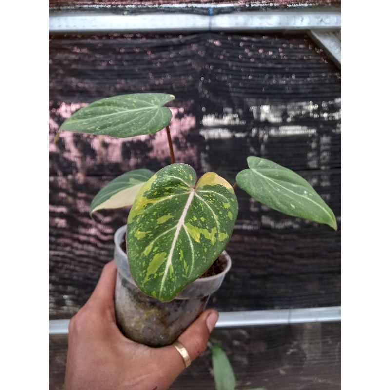 Gloriosum Dark form variegata