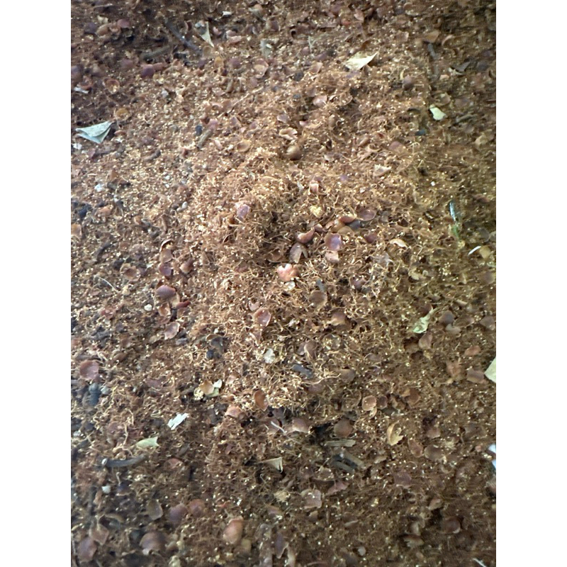 

Angkup bunga cengkeh 1kg