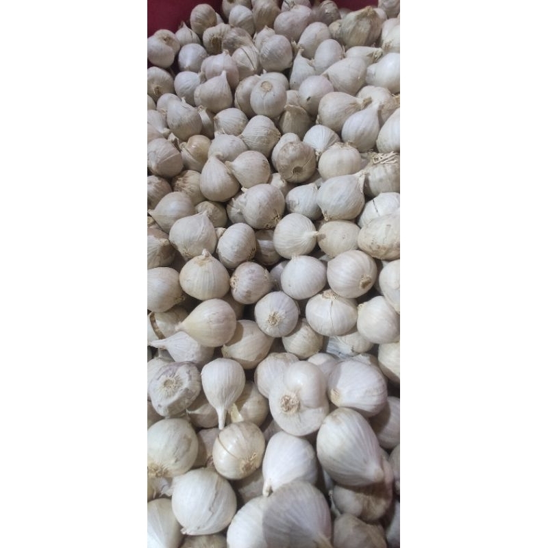 

Bawang Putih Tunggal •500gram