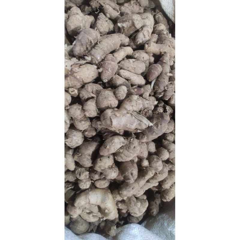 

Kencur/Kentjoer •500gram