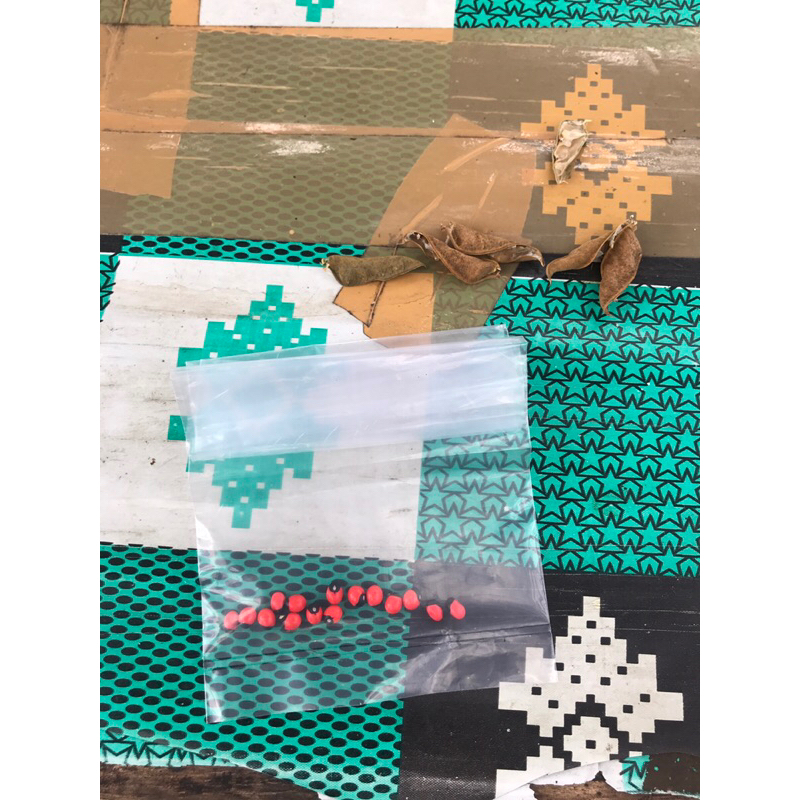 benih saga 15 butir | biji saga 15 butir