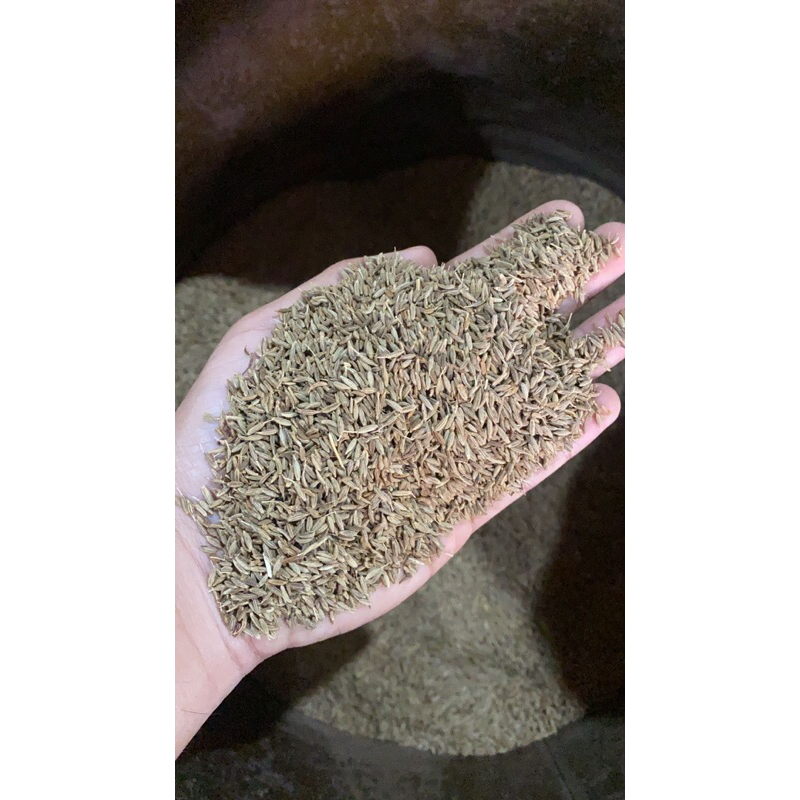 

Jinten Putih 1kg / Jintan Putih Kemasan 1kg / jinten Masak / Cumin