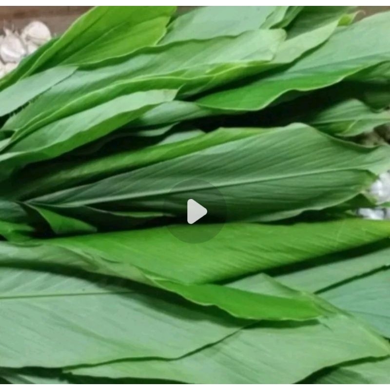 

Daun Kunyit Segar 250gr