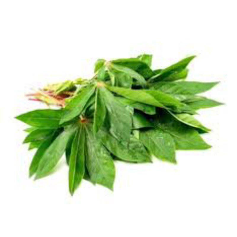 

DAUN UBI 1 BUNDLE
