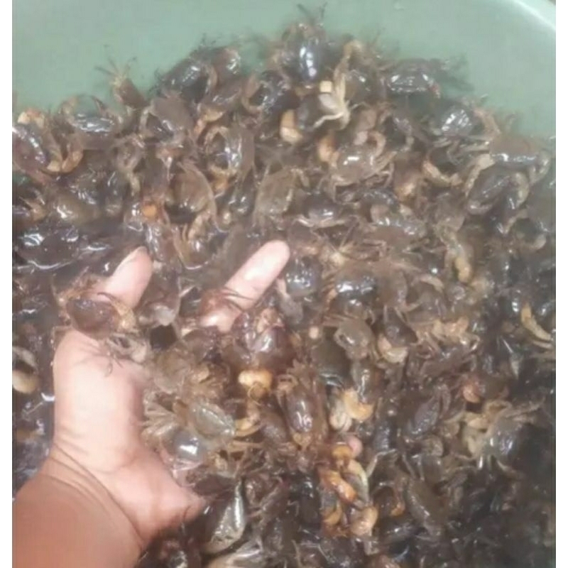 kepiting sawah/yuyu untuk umpan pancing