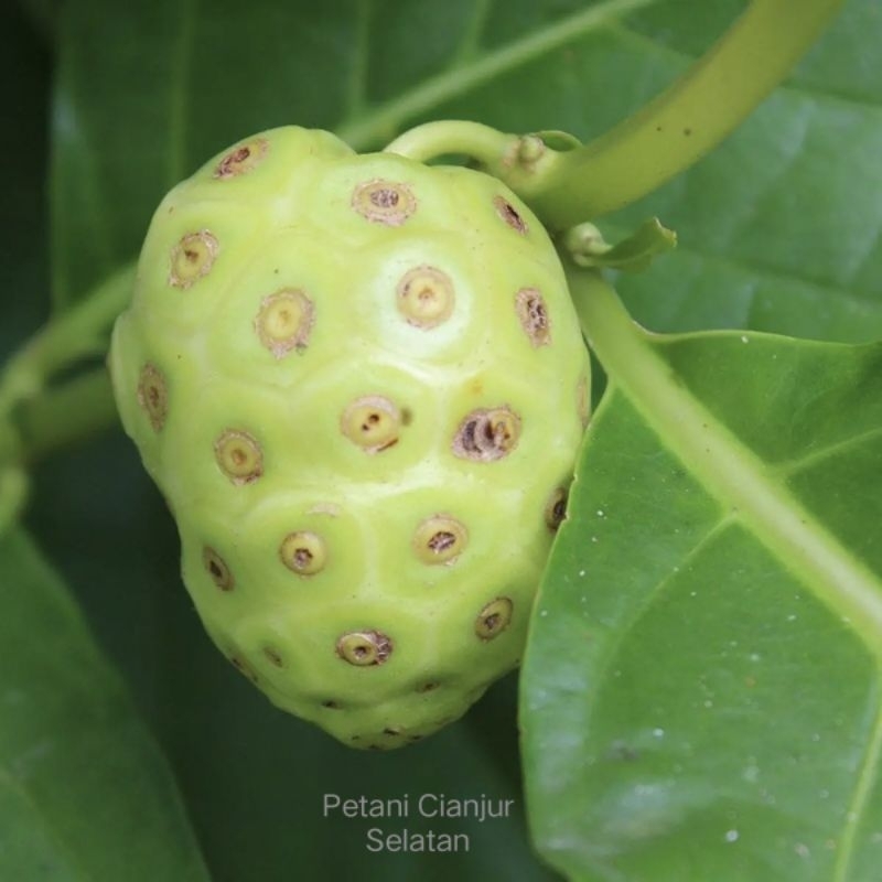 

Buah Mengkudu 1kg | Buah Cangkudu | Herbal | Darah Tinggi