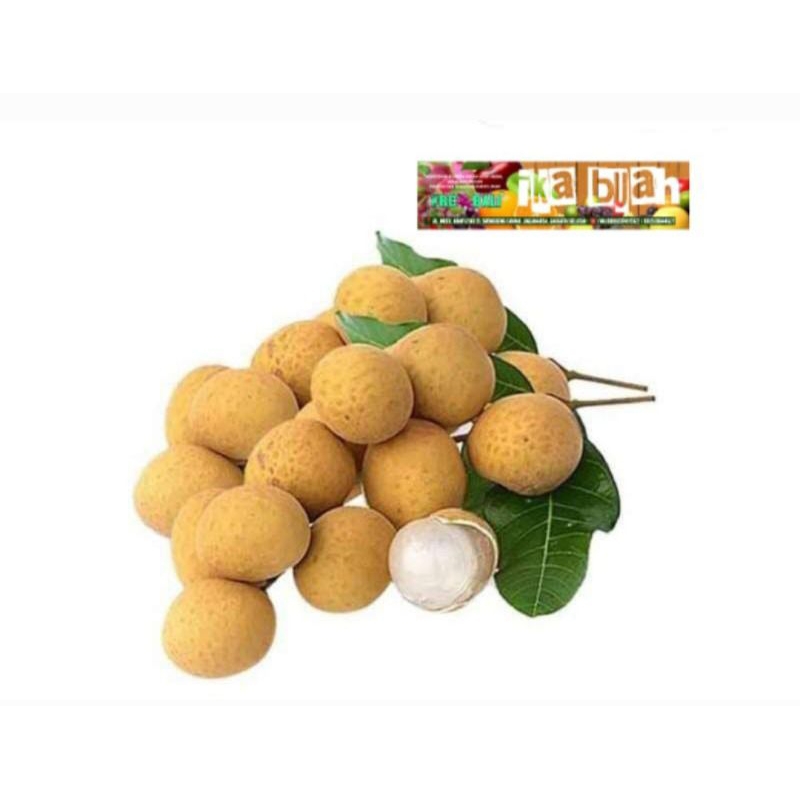 

lengkeng thailand gold