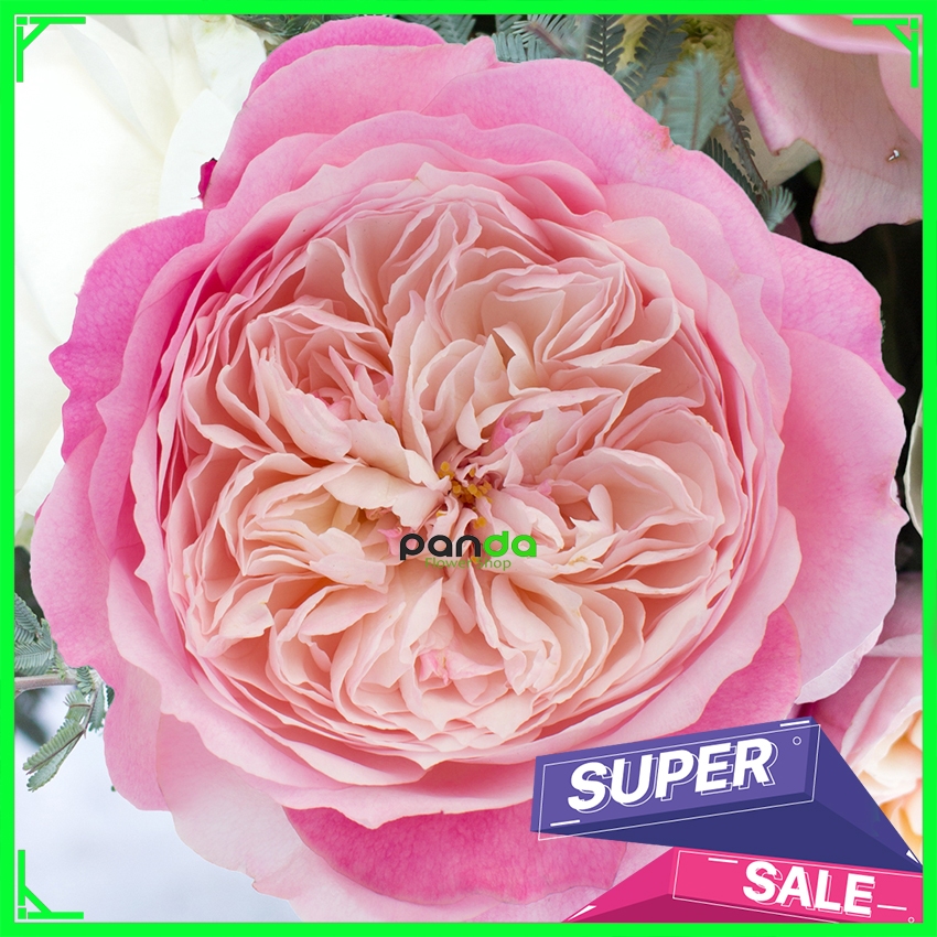 Mawar Import Constance - Mawar Wangi