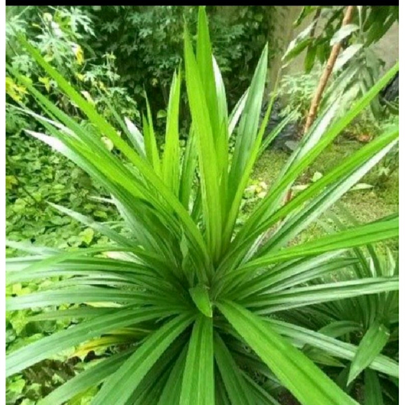 

daun pandan wangi herbal alami