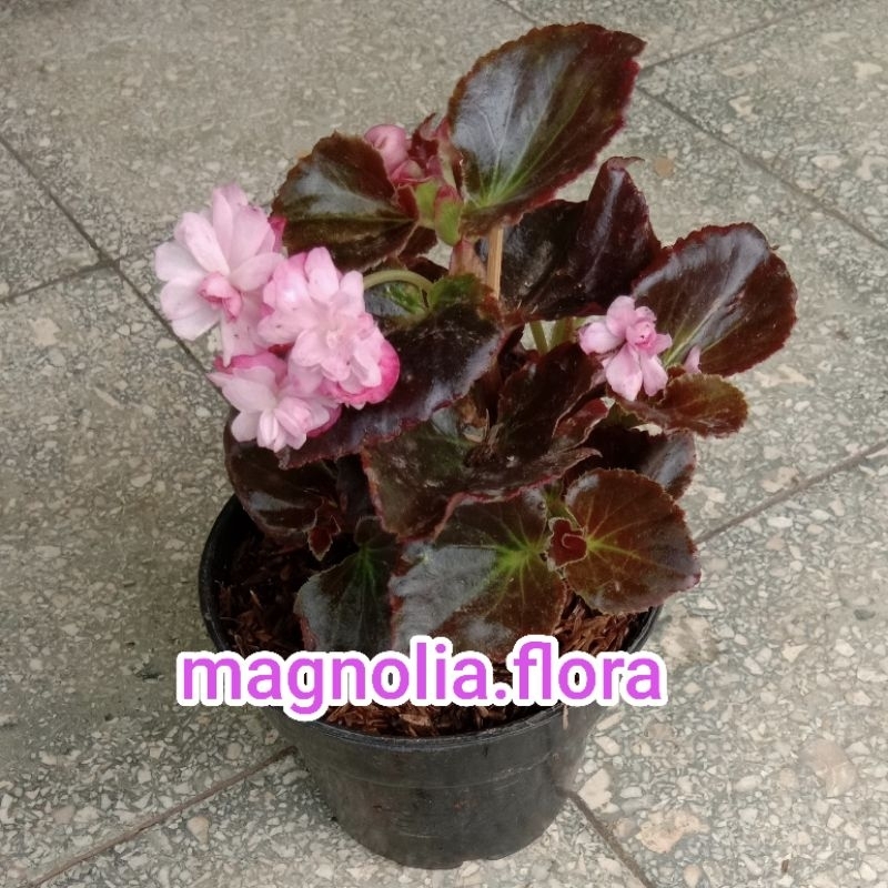 Begonia mawar pink bunga tumpuk / bibit tanaman hias bunga