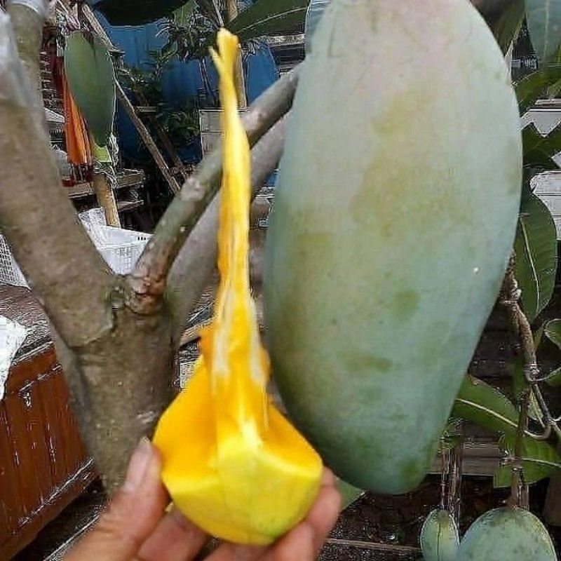 Bibit mangga Mahatir(super jumbo)