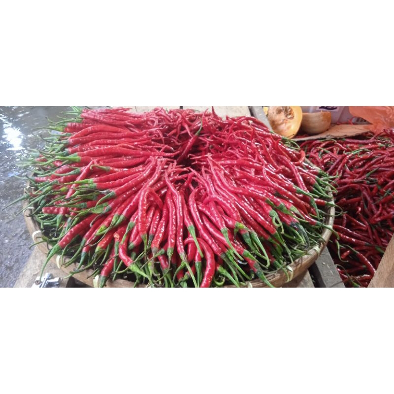 

cabai.keriting.berastagi