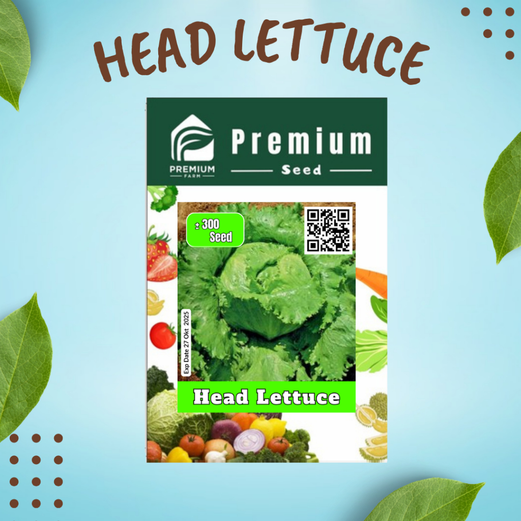 Benih Biji  HEAD LETTUCE PREMIUM SEED Iceberg Selada Krop