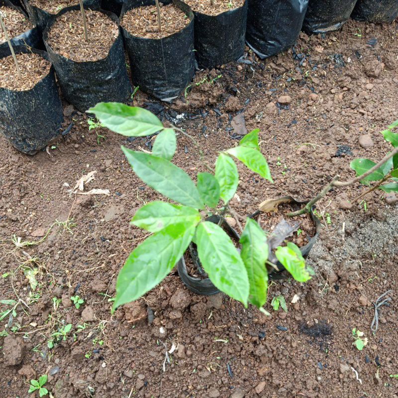 bibit rukem pohon rukem