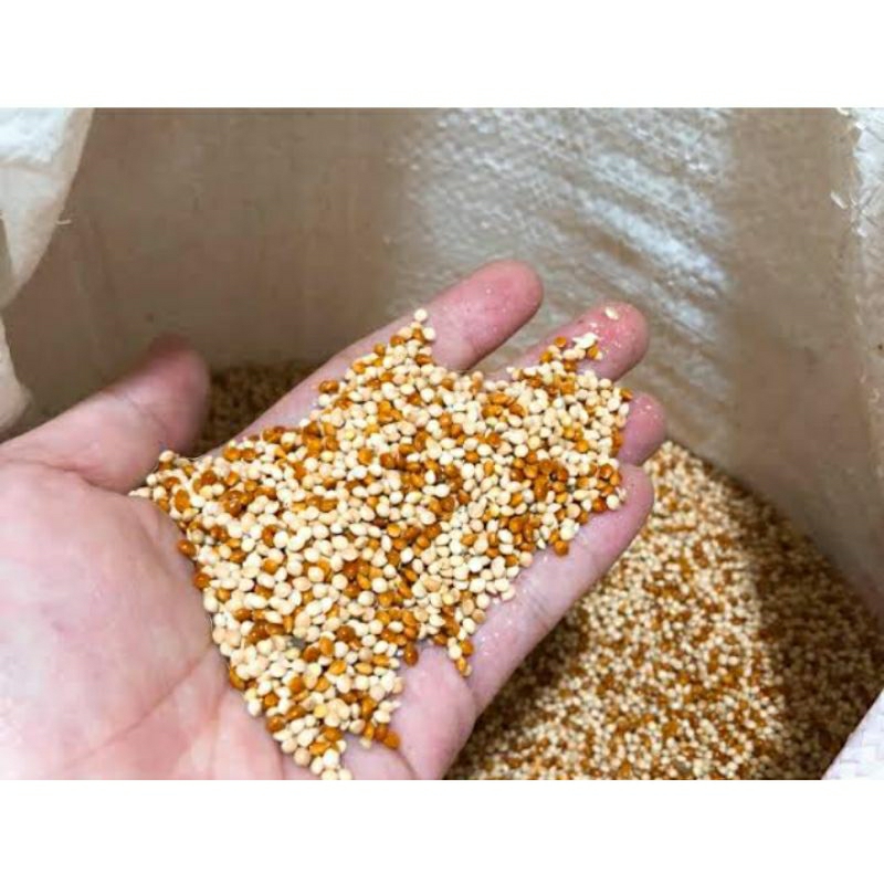 MILLET CAMPUR MILET CAMPUR PAKAN BURUNG MILET CAMPUR KILOAN