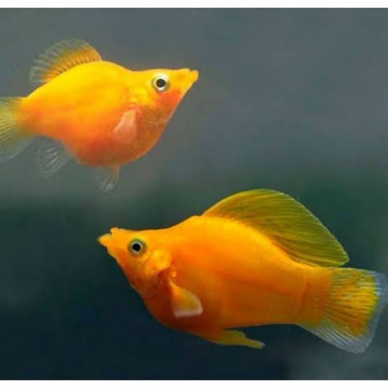 hiasan aquarium golden molly thailand ballon