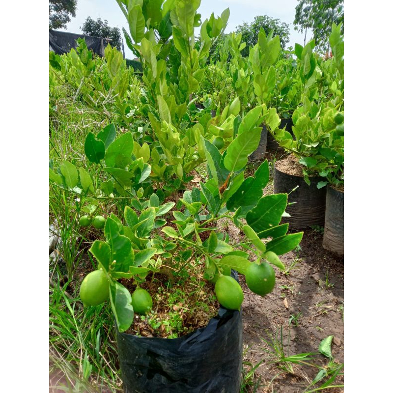 

JERUK LEMON BERBUNGA & BERBUAH