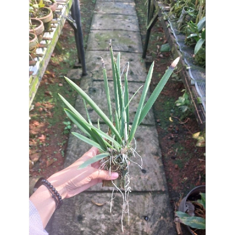 Anggrek Cattleya Jairak ' tempel kayu'