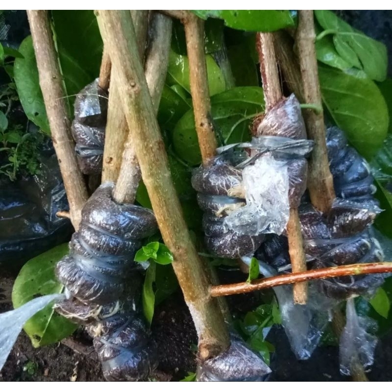 Cangkok Sancang Fresh