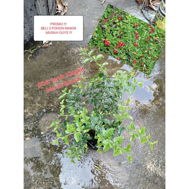 BIBIT TANAMAN BONSAI JERUK KINGKIT MERAH