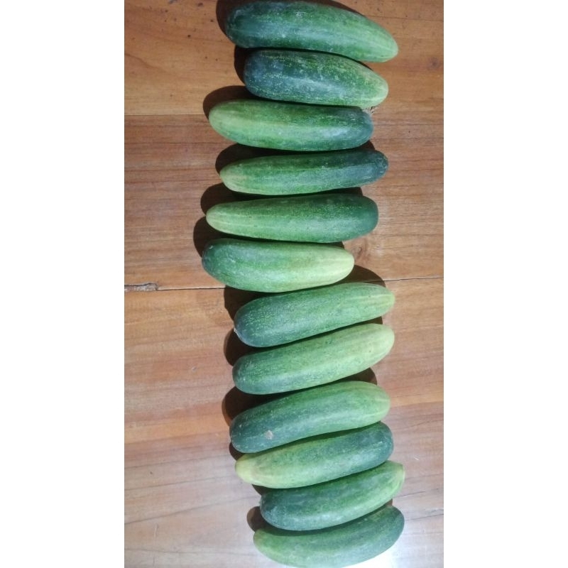 

Timun Lalap Dan Besar