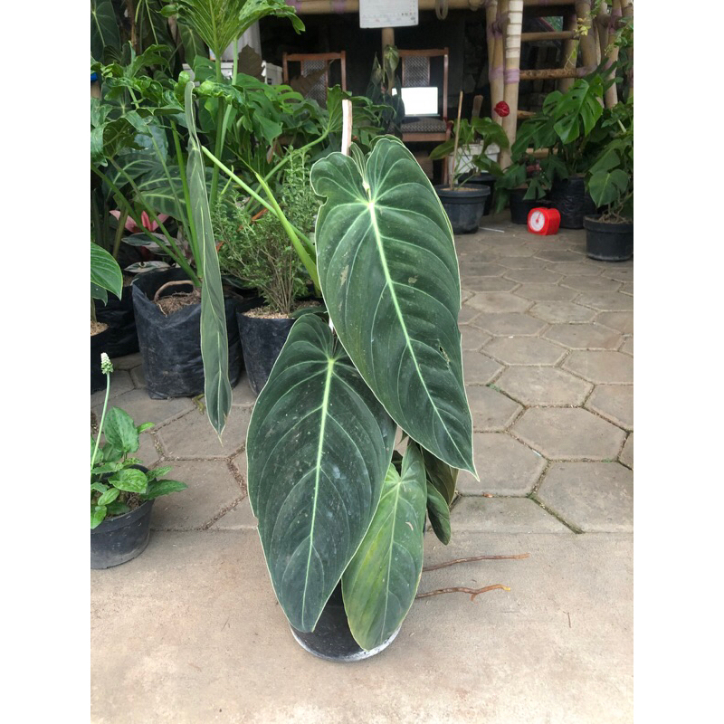 Melano narrow req by Kak Putra Gunawan