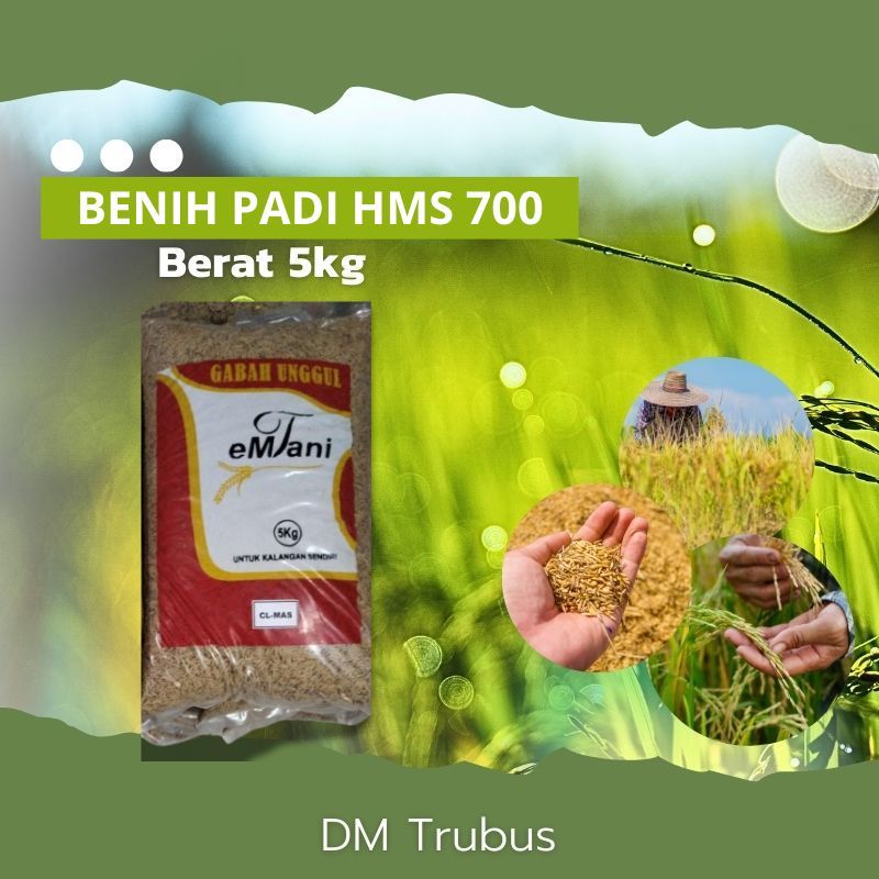 BIBIT BENIH PADI HMS700 HMS 700 ORIGINAL TERBARU EMTANI