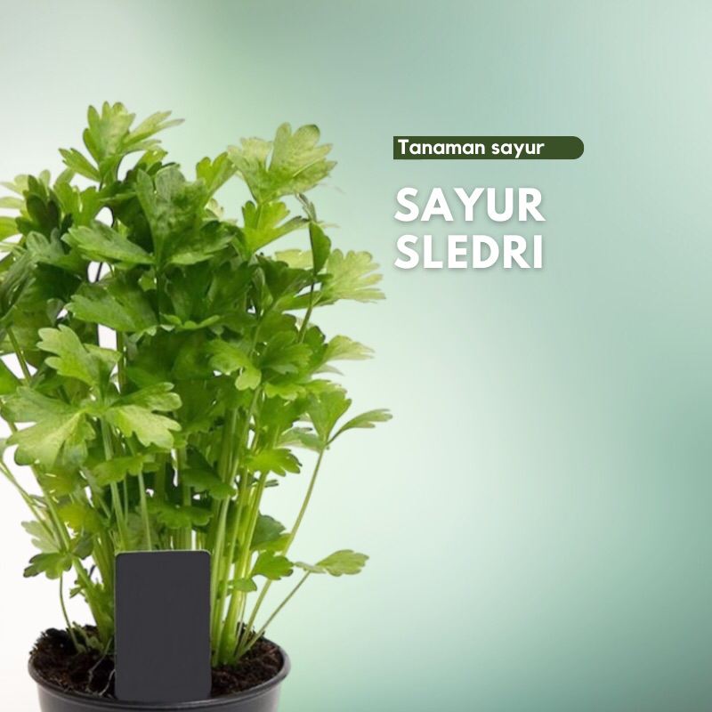 Tanaman seledri sayur / Tanaman sayur / seledri
