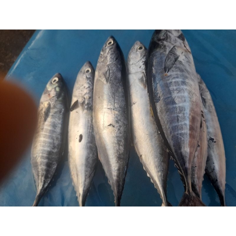 

ikan cakalang sedang