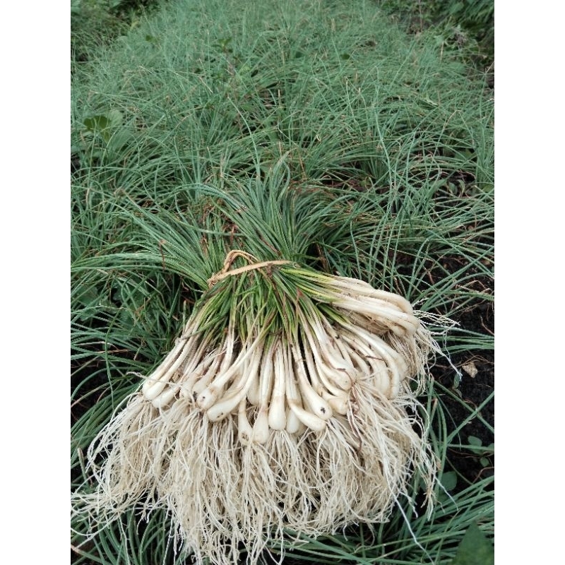 

bawang batak,bawang lekio, kucay 250grm segar organik