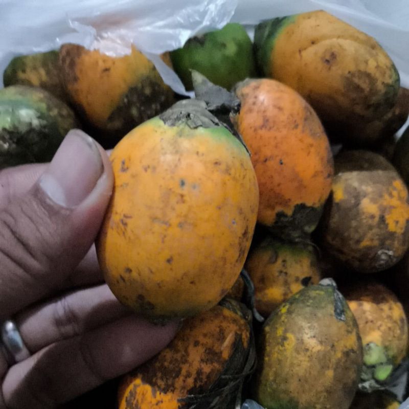 

Pinang Tua Genjah Segar Fresh 500Gr