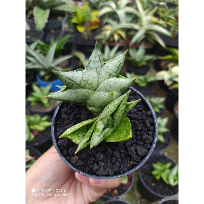 Sansiviera BNC Boncel New Clone