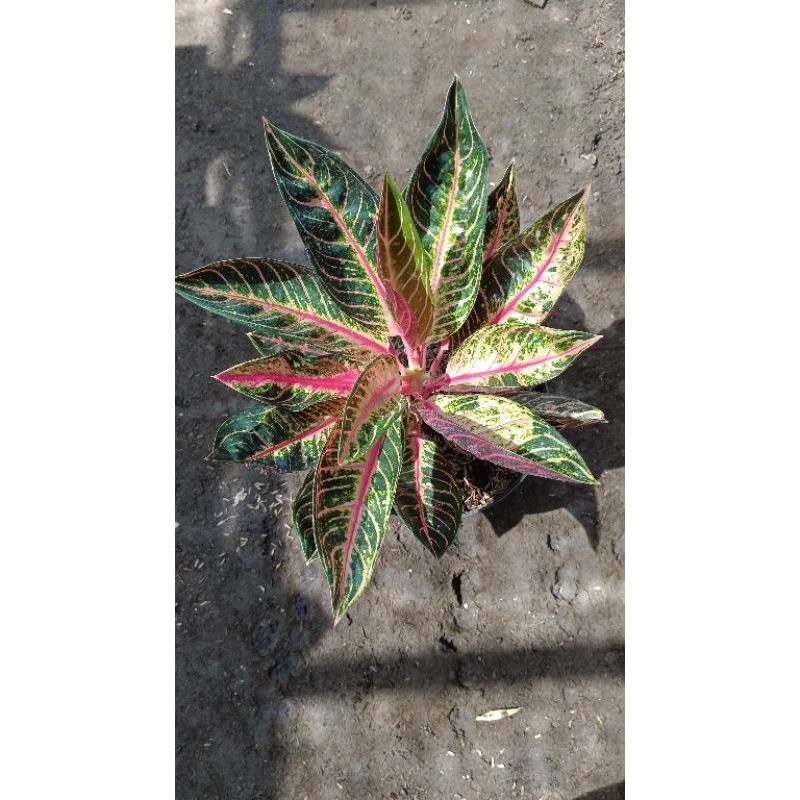 (TERMURAH) Aglonema red sumatra LOKAL