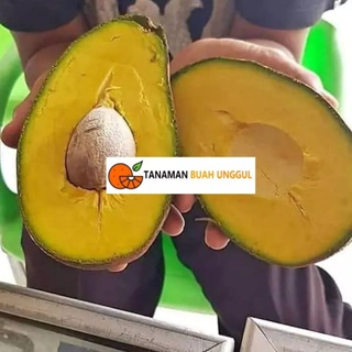 Bibit Alpukat Yamagata Siap Berbuah