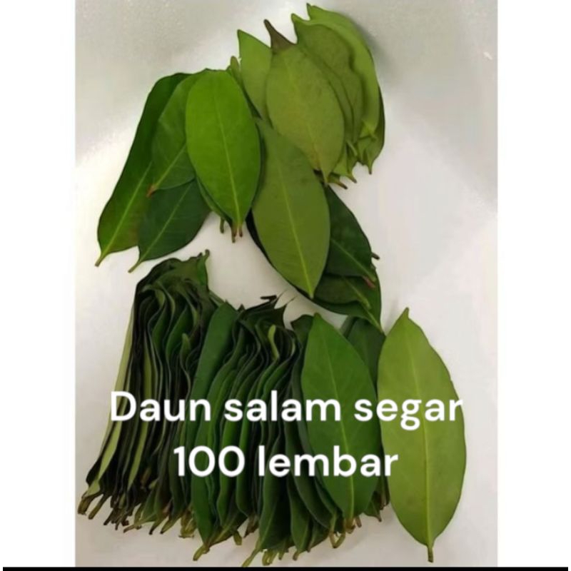 

daun salam segar 50 lembar