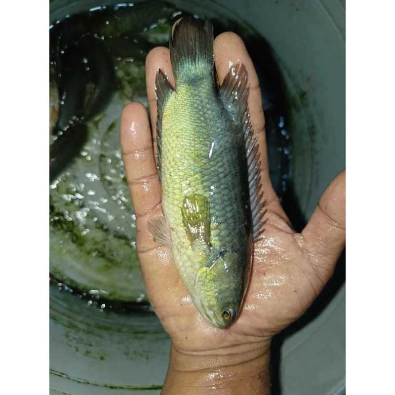 

Indukan Ikan Betok/Betik papuyuh size 11cm s/d 14 cm