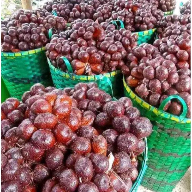 

Salak Pondoh Super 1 kg