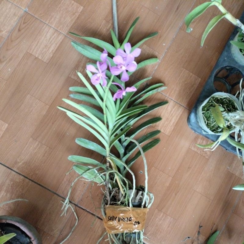 vanda dewasa siap bunga 3 plant