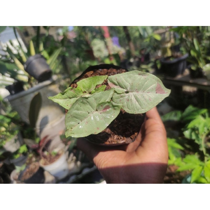 Syngonium Milk Confetti