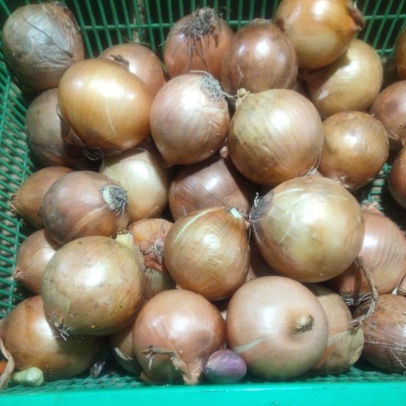 

Bawang bombai Kebuli
