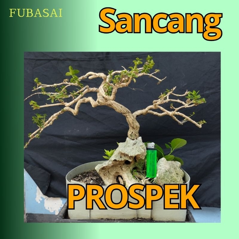 Bonsai Sancang Prospek Bonsai Sancang On The Rock Semi Cascade