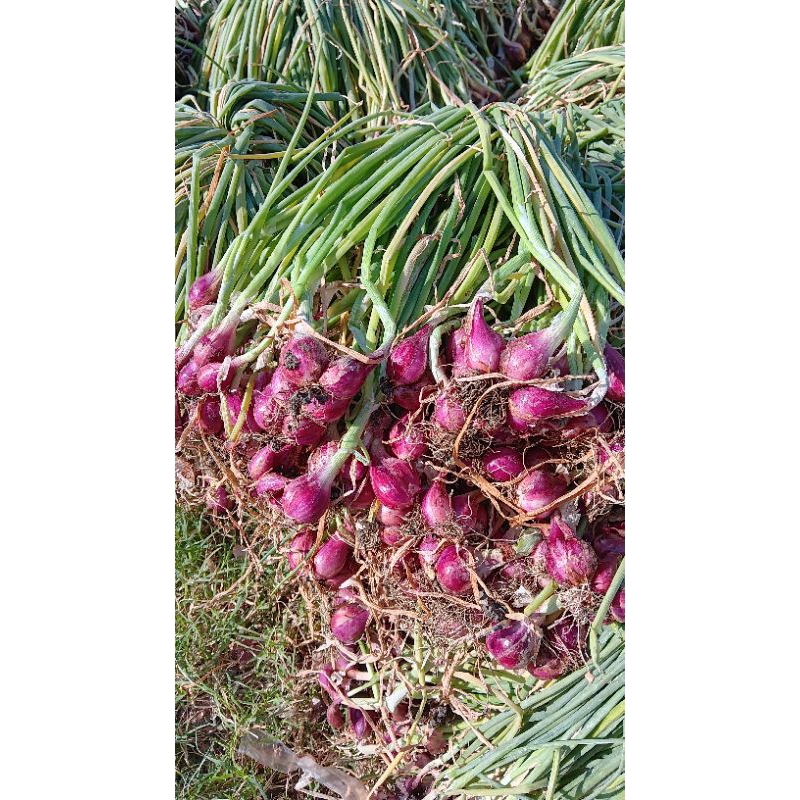 

Bawang Merah Brebes