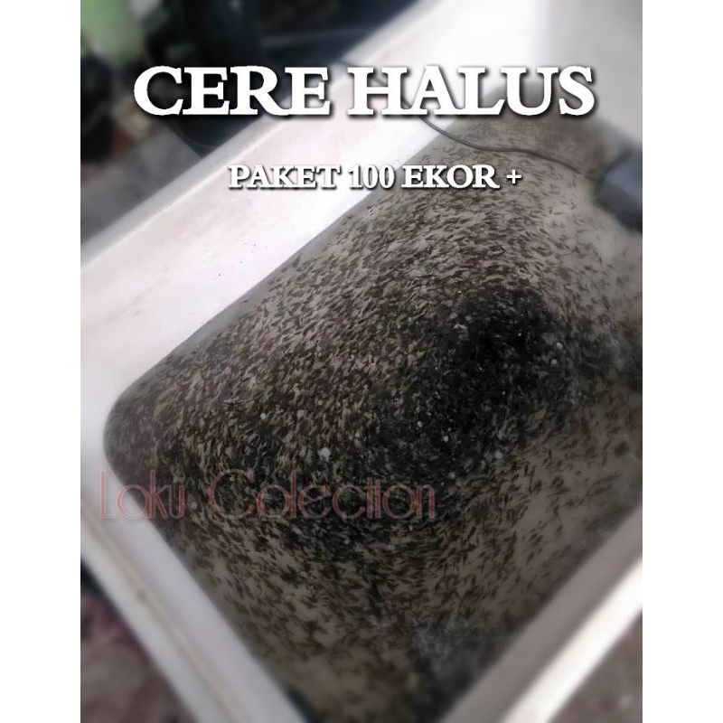 Cere Kali Halus Pakan Alami Ikan Predator Channa Louhan Pbas Oskar Arwana