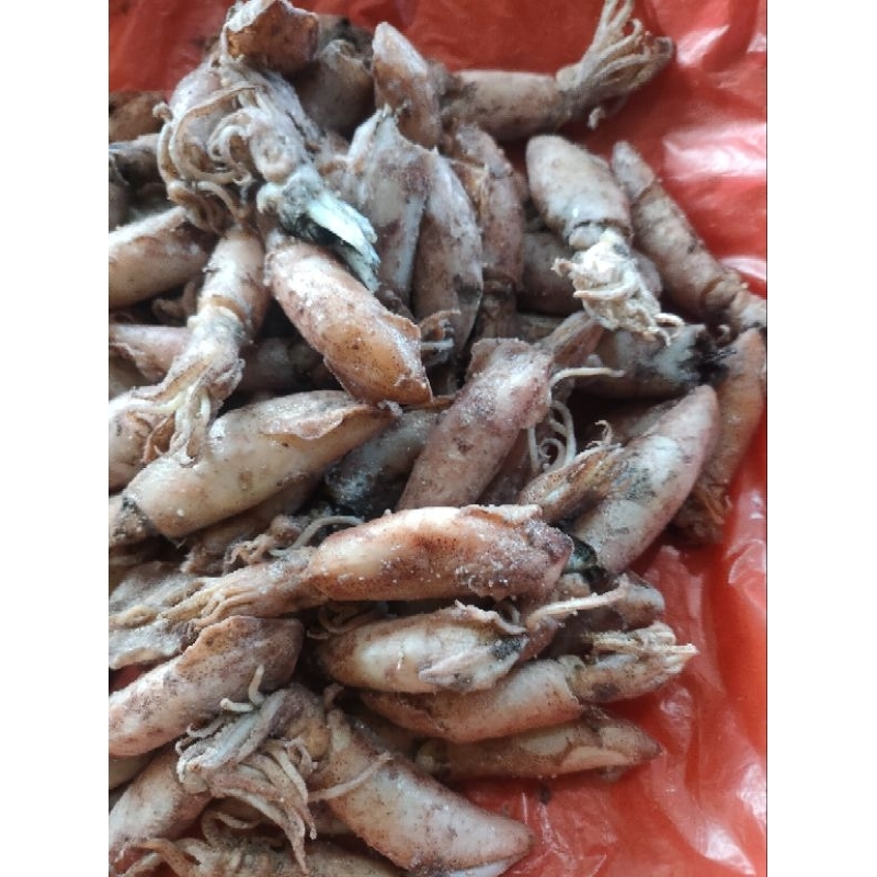 

Cumi-Cumi Asin