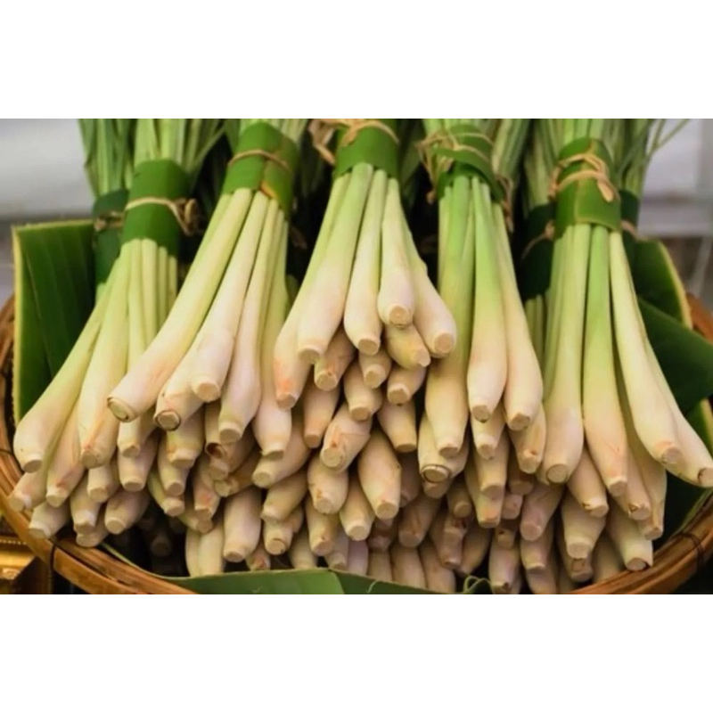 

Sereh Daun sereh serai / Daun serai Daun Salam Segar Daun serai Fresh SUPER Murah Alami Tua [COD]