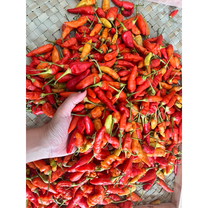 

Cabai Prentol Super 1kg Banyuwangi